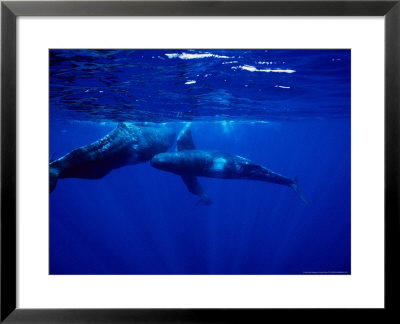 Sperm Whale, Calf Feeding, Portugal by Gerard Soury Pricing Limited Edition Print image
