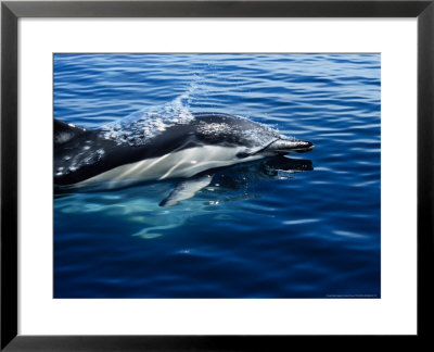 Short-Nosed Common Dolphin At Surface, Port by Gerard Soury Pricing Limited Edition Print image