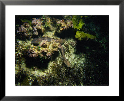 Blind Shark On Sea Floor, Australia by Gerard Soury Pricing Limited Edition Print image