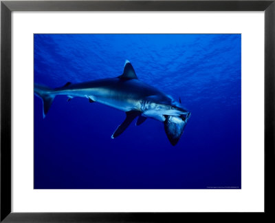 Silvertip Shark, Feeding, Polynesia by Gerard Soury Pricing Limited Edition Print image