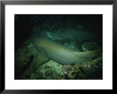 Tawny Shark, Pair In Cave, Indonesia by Gerard Soury Pricing Limited Edition Print image