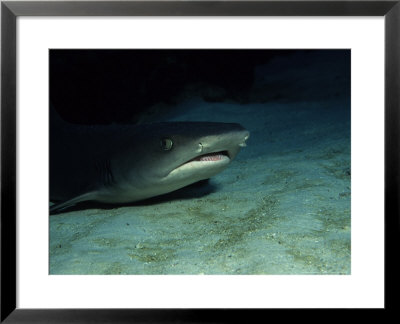Whitetip Reef Sharks, On Sea Floor, Costa Rica by Gerard Soury Pricing Limited Edition Print image