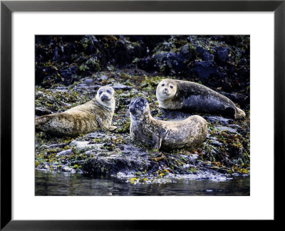 Harbour Seals, On Rock, Bc, Canada by Gerard Soury Pricing Limited Edition Print image