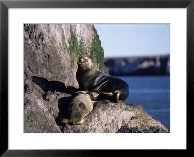 Southern Sea Lion, Feeding Calf, Argentina by Gerard Soury Pricing Limited Edition Print image