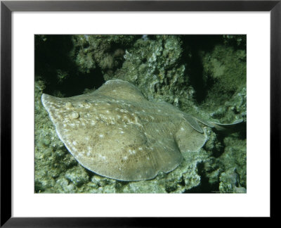 Scalloped Torpedo Ray, Lying On Coral Reef, Red Sea by Gerard Soury Pricing Limited Edition Print image