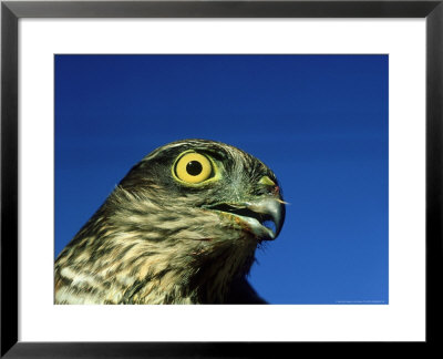 Sparrowhawk, England, Uk by Les Stocker Pricing Limited Edition Print image