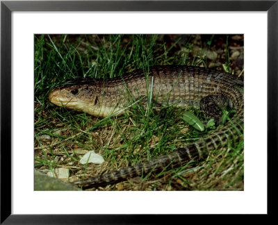 African Plated Lizard, Uk by Les Stocker Pricing Limited Edition Print image