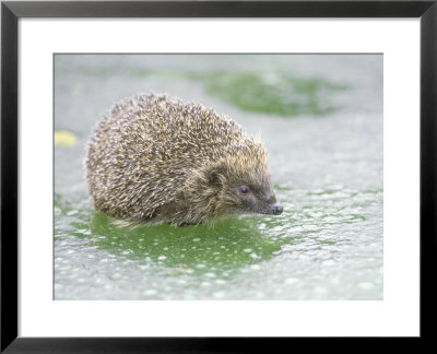 Hedgehog, Uk by Les Stocker Pricing Limited Edition Print image