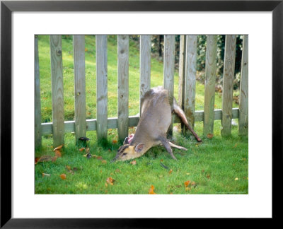 Muntjac, Trapped In Fence, Uk by Les Stocker Pricing Limited Edition Print image