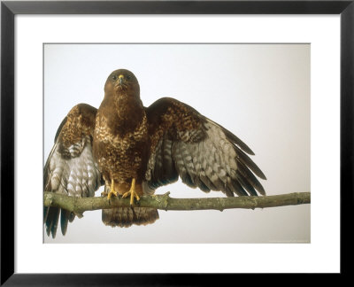 Buzzard, Buteo Buteo by Les Stocker Pricing Limited Edition Print image