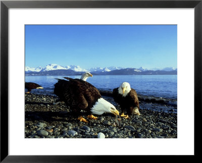 Bald Eagles, Feeding, Usa by David Tipling Pricing Limited Edition Print image