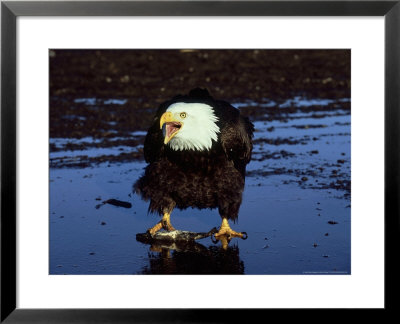 Bald Eagle, With Fish, Usa by David Tipling Pricing Limited Edition Print image