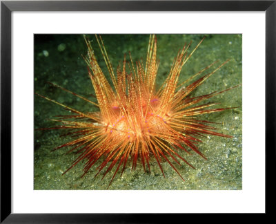 Fire Urchin, Lembeh Straits, Indonesia by Mark Webster Pricing Limited Edition Print image