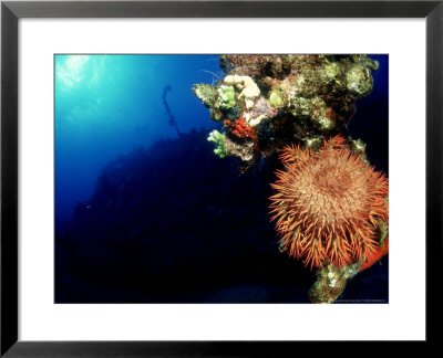 Crown-Of-Thorns Starfish, Feeding On Coral On Wreck, Red Sea by Mark Webster Pricing Limited Edition Print image