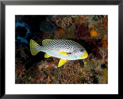 Sweetlips, Komodo, Indonesia by Mark Webster Pricing Limited Edition Print image