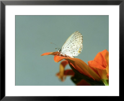 Eastern Tailed Blue Butterfly, New Orleans, Usa by G. W. Willis Pricing Limited Edition Print image