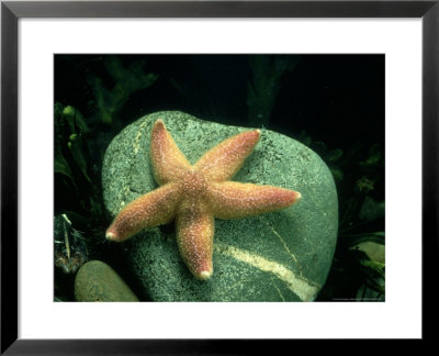 Common Starfish, Wales, Uk by Barrie Watts Pricing Limited Edition Print image
