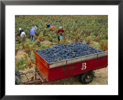 Harvesting Grapes In A Vineyard In The Rhone Valley, Rhone Alpes, France by Michael Busselle Pricing Limited Edition Print image