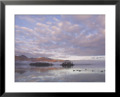 Canada Geese, Derwent Water, Lake District National Park, Cumbria, England, United Kingdom by Neale Clarke Pricing Limited Edition Print image