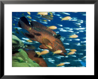 Coral Grouper Hangs Motionless As It Awaits Small Fish Prey, Simian Islands, Southeast Asia by Lousie Murray Pricing Limited Edition Print image