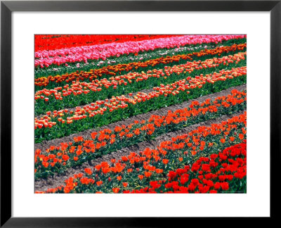 Tulip Fields, Southland, New Zealand by David Wall Pricing Limited Edition Print image