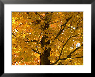 Autumn Leaves, Vermont, New England, Usa by Demetrio Carrasco Pricing Limited Edition Print image