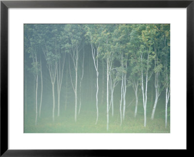 Silver Birch Trees Near Contin, Highlands Region, Scotland, Uk, Europe by Neale Clarke Pricing Limited Edition Print image