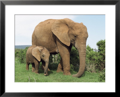 Mother And Calf, African Elephant (Loxodonta Africana) Addo National Park, South Africa, Africa by Ann & Steve Toon Pricing Limited Edition Print image