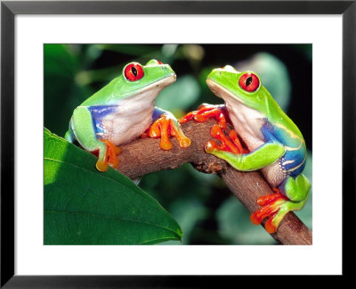 Red Eye Tree Frog Pair, Native To Central America by David Northcott Pricing Limited Edition Print image