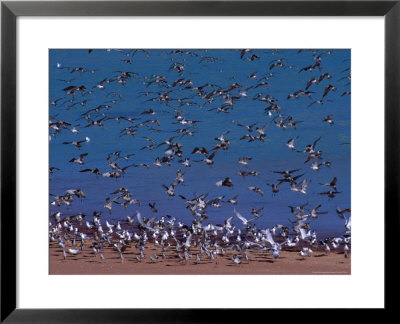 Eastern Curlew (Numenius Madagascariens) At Roebuck Bay Near Broome, Australia by Mitch Reardon Pricing Limited Edition Print image