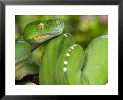 Green Tree Python, Merauke by Johnny Haglund Pricing Limited Edition Print image