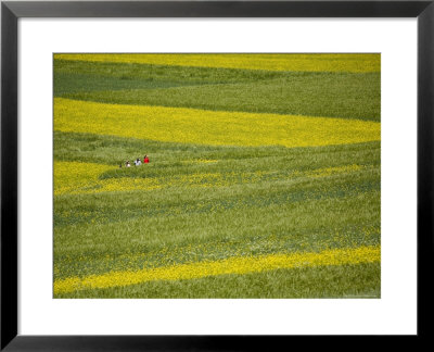 People In A Rapeseed Field, Qinghai, China by David Evans Pricing Limited Edition Print image
