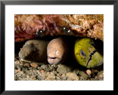 Three Species Of Moray Eel All Sharing The Same Hole, Bali, Indonesia by Tim Laman Pricing Limited Edition Print image