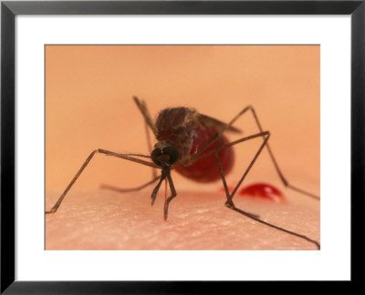A Biting Female Mosquito With Her Abdomen Filled With A Blood Meal by Darlyne A. Murawski Pricing Limited Edition Print image