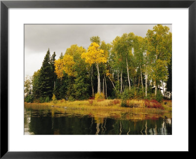 Birch And Pine Trees Along A Lake In Grass River Provincial Park by Raymond Gehman Pricing Limited Edition Print image