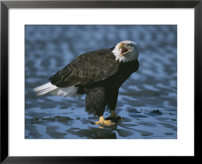 Bald Eagle Vocalizing by John Eastcott & Yva Momatiuk Pricing Limited Edition Print image