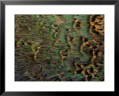 Close-Up Of Pheasant Feathers, Brown With Irridescent Green And Blue, Medicine Rocks, Montana by Darlyne A. Murawski Pricing Limited Edition Print image