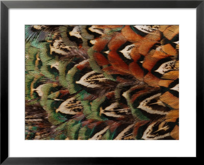 Close-Up Of Pheasant Feathers, Medicine Rocks, Montana by Darlyne A. Murawski Pricing Limited Edition Print image
