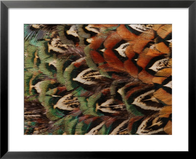 Close-Up Of Pheasant Feathers, Medicine Rocks, Montana by Darlyne A. Murawski Pricing Limited Edition Print image