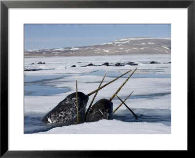 Narwhals Come Up In Seal Holes And Rotten Ice To Catch A Breath by Paul Nicklen Pricing Limited Edition Print image