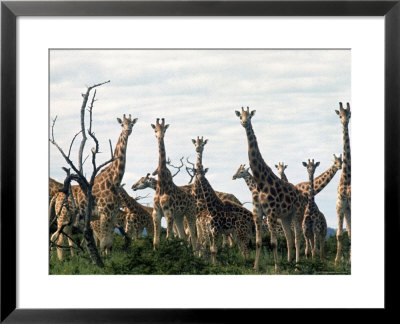 Giraffe Milling On Alexander Douglas Ranch by Loomis Dean Pricing Limited Edition Print image