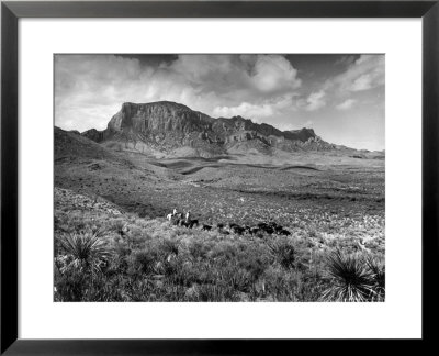 Distant Of Cowboys Rounding Up Cattle With Mountains In The Background Big Bend National Park by Alfred Eisenstaedt Pricing Limited Edition Print image
