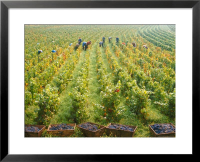 Overall View Of French Vineyard During Harvest In Cote De Nuits Section Of Burgundy by Carlo Bavagnoli Pricing Limited Edition Print image