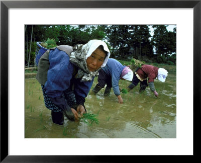 Women Planting Rice In Paddy, Kurobe, Toyama Prefecture by Ted Thai Pricing Limited Edition Print image