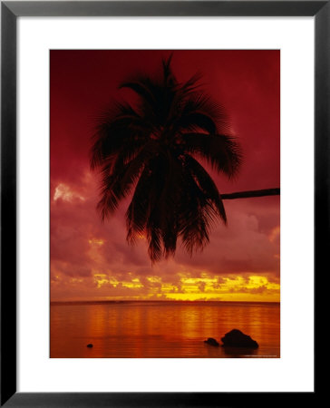 Silhouette Of Overhanging Palm Tree, Colourful Sunset, Aitutaki, Cook Islands, Polynesia by D H Webster Pricing Limited Edition Print image