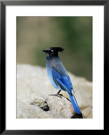 Steller's Jay (Cyanocitta Stelleri), Rocky Mountain National Park, Colorado by James Hager Pricing Limited Edition Print image
