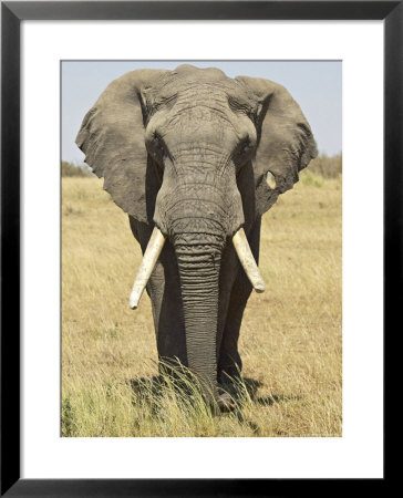 Front View Of African Elephant With A Pierced Ear, Masai Mara National Reserve, East Africa, Africa by James Hager Pricing Limited Edition Print image