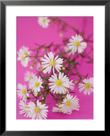 Chamomile Flowers by Elisabeth Cölfen Pricing Limited Edition Print image