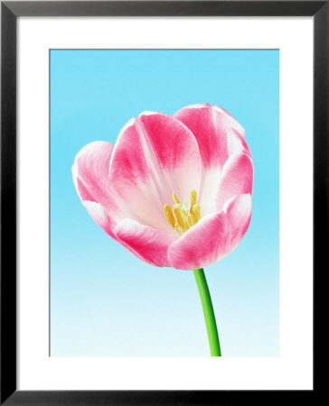 A Pink Tulip by Peter Howard Smith Pricing Limited Edition Print image