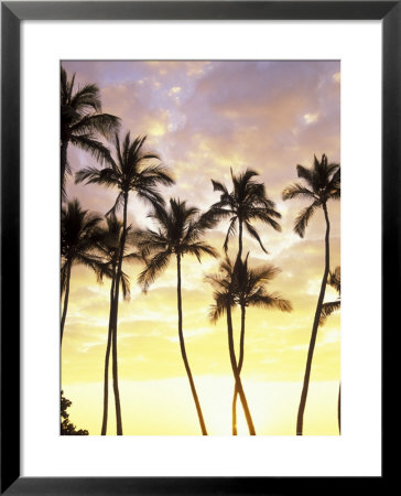 Silhouetted Palms At Sunset, Kamaole Park 1, Maui, Hawaii, Usa by Darrell Gulin Pricing Limited Edition Print image